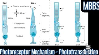 Photoreceptor Mechanism Phototransduction mbbs neetpg medicine next physiology [upl. by Aldos790]