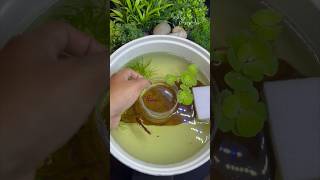 Releasing female fish 😍 shorts breeding bettafish [upl. by Philpot]