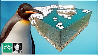 🐧 Creating a Stunning King Penguin Diorama with Underwater Viewing in Planet Zoo Game [upl. by Naed]