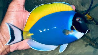 “AMAZING” 8” SHOW Powder Blue Tang [upl. by Hymen264]