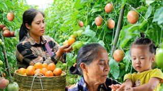 Harvesting and preserving tomatoes The secret to preserving fresh flavor in tomato sauce [upl. by Ingeberg]