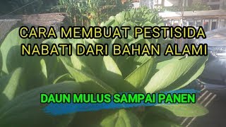 Cara Membuat Pestisida Nabati dan aplikasinya [upl. by Gonyea979]