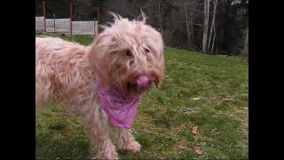 Olympic Labradoodles Agility [upl. by Joseito]