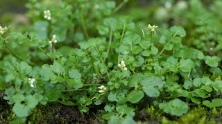 Hairy bittercress otherwise known as Flickweed Cardamine hirsuta [upl. by Durno976]