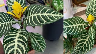 Dania Plants  Aphelandra Squarrosa Dania  The Zebra Plant  ダニア  Be ben [upl. by Sharon]