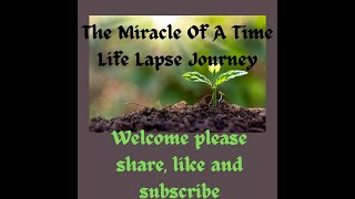 The Miracle of Life A Time Lapse Journey [upl. by Atled]