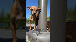 LOOSEYGOOSEY AGAIN dog chihuahua pet funny puppy friday credit lorenapages [upl. by Natsyrk677]