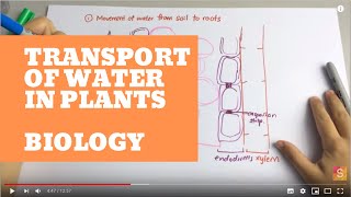 Biology  Transport of water in plant [upl. by Bagger77]