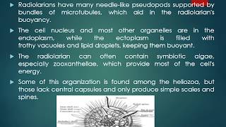 Radiolarian and their Shells [upl. by Eiblehs847]