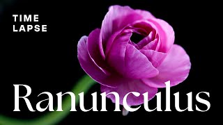 Timelapse Watch Ranunculus Flowers Bloom  Spring Flowers [upl. by Eldora16]