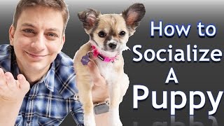 How to Socialize your NEW PUPPY with People and Places [upl. by Perloff556]