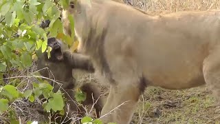 This is Why Lions Hunt Baboons [upl. by Moshe]