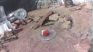 🔴 Ants at Work  Arena  Day 1437 Messor Barbarus Ants Live Webcam Ant Farm in Hamburg Germany [upl. by Olfe408]