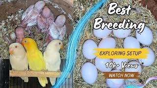 Albino Personata Successful Breeding Setup Aviary [upl. by Karita]