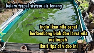 TIPS AGAR LARVA IKAN NILA KITA MELIMPAH [upl. by Preciosa]