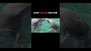 Facts about animal😮 facts shortvideo viralvideo animals amazingfacts factsinhindi 😮😱 [upl. by Eyllom]