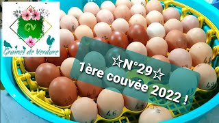 ☆N°29 ☆ 1ère couvée 2022 en route Puisor Nou semiautomatique [upl. by Greeley]