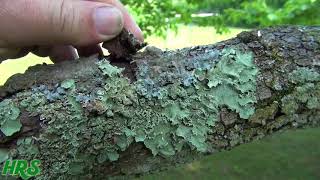 ⟹ lichen  Flavoparmelia caperata  Does Lichen kill trees 2018 [upl. by Macomber]