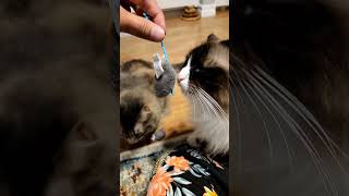 Cats review SmartyKat Skitter Critters Catnip Cat Toy shorts review [upl. by Blane]