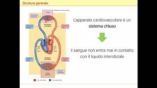 Apparato cardiocircolatorio cuore e circolazione [upl. by Yggep]