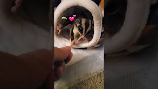 Sugar glider battle cry HELP her thrive make this her HOME not a prison 🏠 October 21 2024 [upl. by Nollahp]