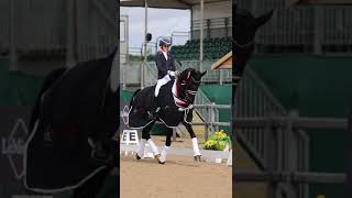 Totil Platinum  PSG Horse for Sale [upl. by Anuska]