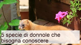 5 specie di donnole che bisogna conoscere [upl. by Leavelle]