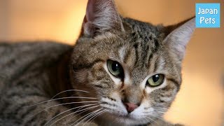 野生と家猫のハイブリットと言われた猫「ピクシーボブ」はどんな猫？  Japan Pets [upl. by Ecila]