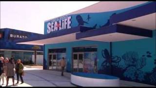 SEA LIFE IL NUOVO ACQUARIO INTERATTIVO DI JESOLO [upl. by Llerdnad274]