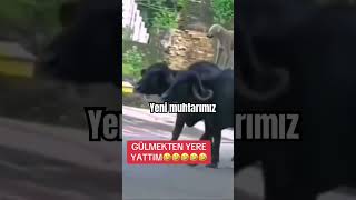 Yeni muhtar adayımız [upl. by Almund]