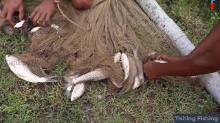 Relaxing Net Fishing in a Tranquil Village Pond Tishing Fish [upl. by Nirtak]