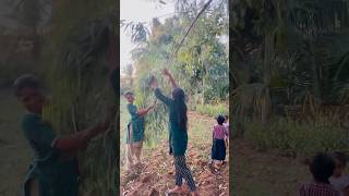 Eucalyptus leaves kidachiruchu shortvideo manuwithkowc shorts short video videos viralvideo [upl. by Ardnaek]