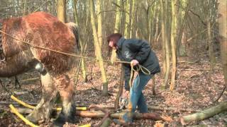 Forest Management  Bosbeheer in Bonheiden [upl. by Barnaba352]