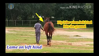 Vet Basics ll Hindlimb Lameness Identification [upl. by Adnirb511]