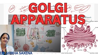 Golgi Apparatus Structure function SNARE protein importance [upl. by Enelyahs72]