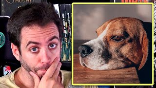 LA NUEVA LEY DE ANIMALES DOMÉSTICOS OBLIGARÍA HACER UN CURSO PARA TENER UN PERRO  ¿Bien o mal [upl. by Hayouqes694]