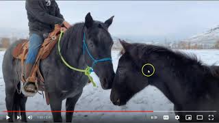 Evaluating A Horses First Ride  How To Tie Rope Reins To Halter [upl. by Tireb167]