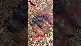 Gouldian Finch Chicks in Nest  5 days old  Bird Sounds bird birds finch [upl. by Hawker253]