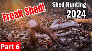 Shed Hunting 2024  Freak Shed  Part 6 [upl. by Sadoff]