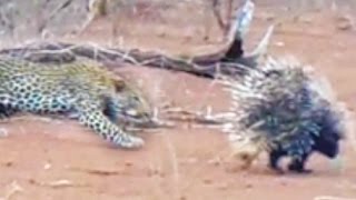 Leopard Learns Lesson From 2 Porcupines [upl. by Mickey65]