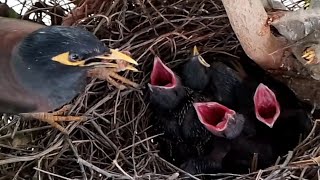 Common myna Baby Birds cry loudly when mother feedsbirds [upl. by Elletnuahc]