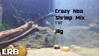 TOT Ep 4 Craziest Mixed Neo Freshwater Shrimp Tank 10g [upl. by Assirak]