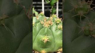 Gymnocalycium Damsii grow some pups and thorns cactus cactaceae gymnocalycium [upl. by Bower]