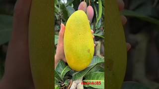 Enjoy fresh mangoes shortsfeed fruit fruitcutting nature malwainspired nayankc85 [upl. by Donielle241]