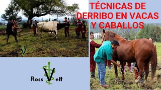 Técnicas de derribo y sujeción en Vacas y caballos [upl. by Sixla]