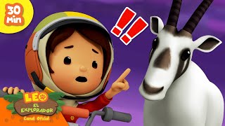 ¡CONOCE A LA FAMILIA DE LOS CABALLOS 🐎🐴  Leo El Explorador  Animación Niños [upl. by Eugatnom]