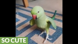 Talking parrot plays cute game with owner [upl. by Margie]