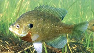 Facts The Bluegill [upl. by Ahsila]