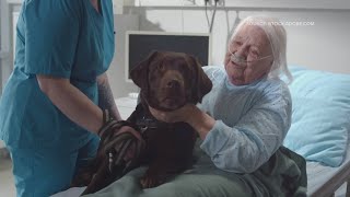 Dogs helping hospice patients [upl. by Lewak]