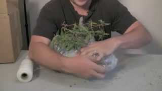 How to Pack amp Ship a Bonsai Tree [upl. by Danie]